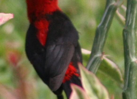 Cardinal Myzomela