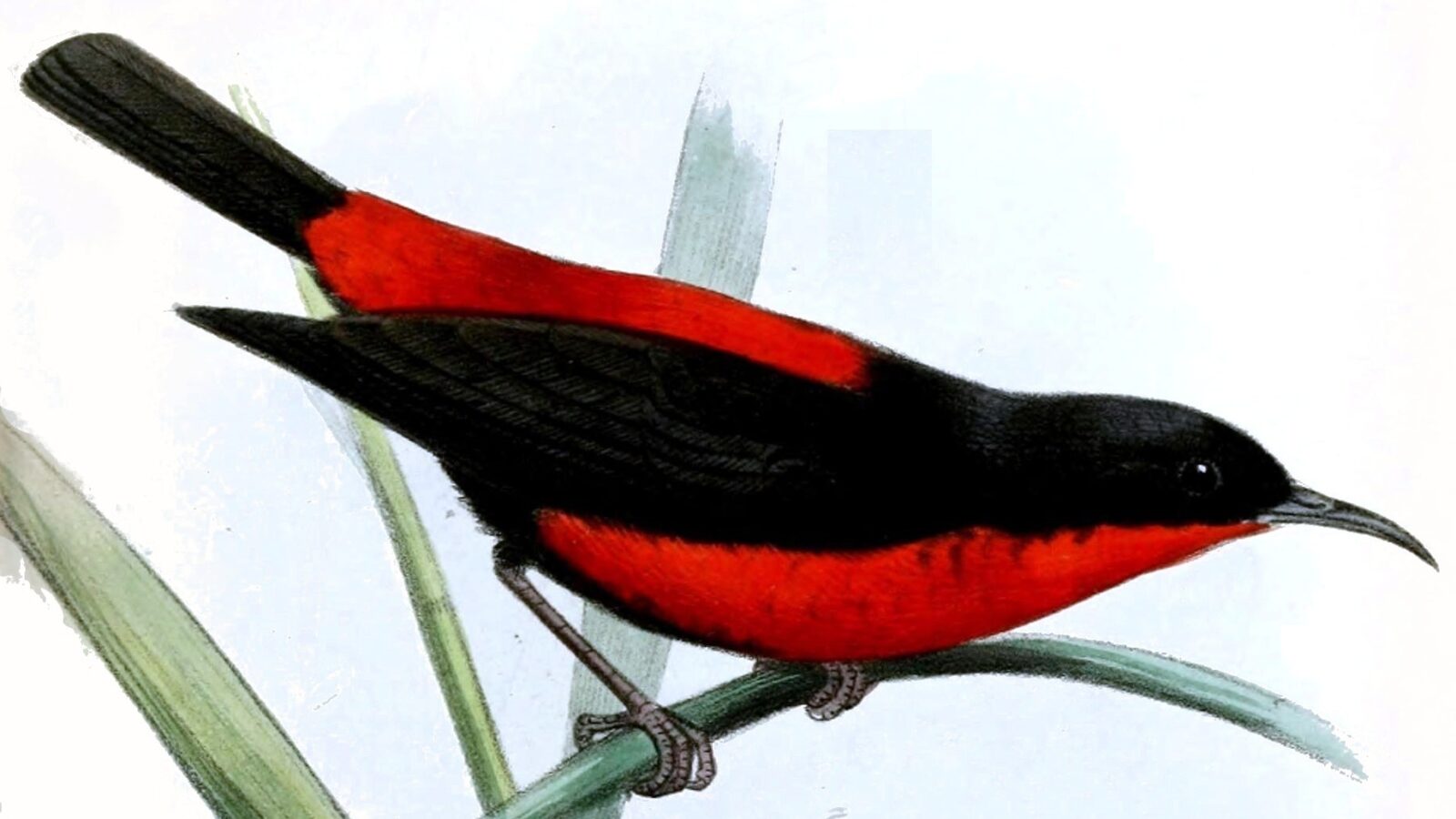 Rotuma Myzomela