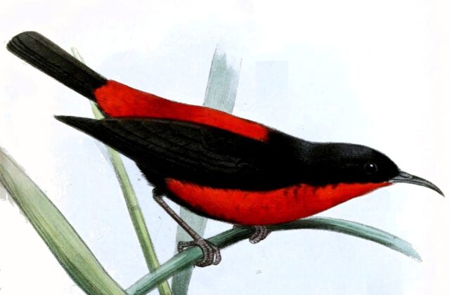 Rotuma Myzomela