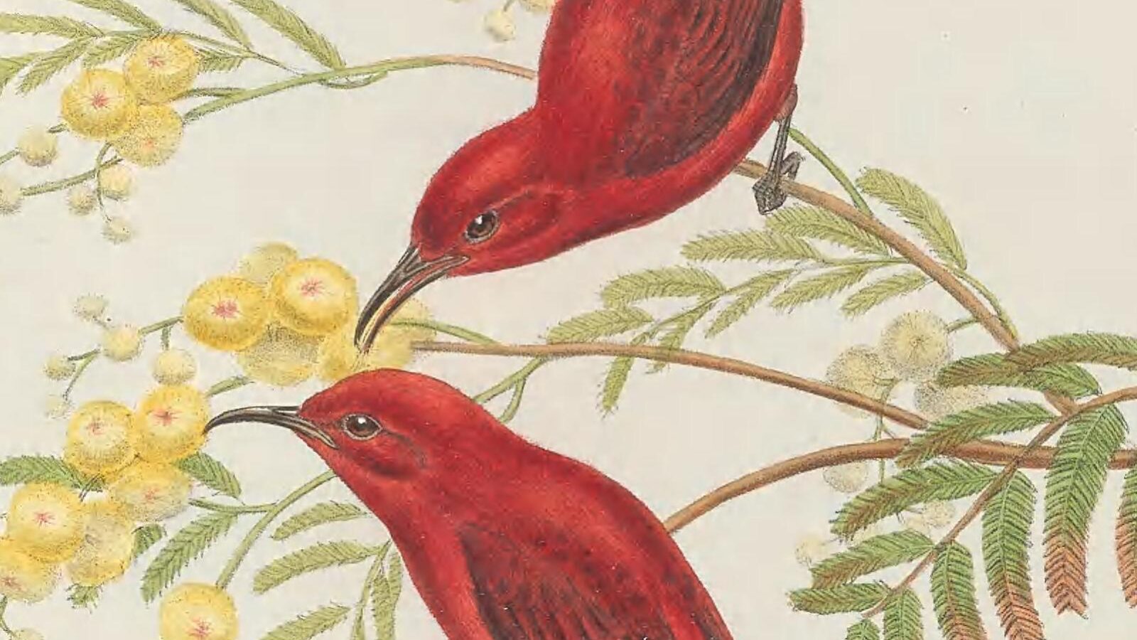 Red Myzomela