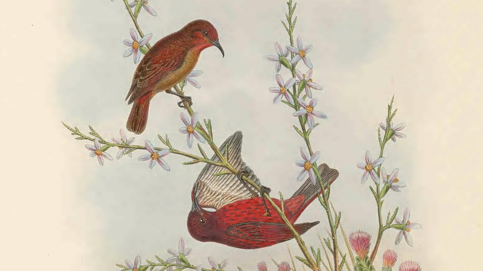 Reddish Myzomela