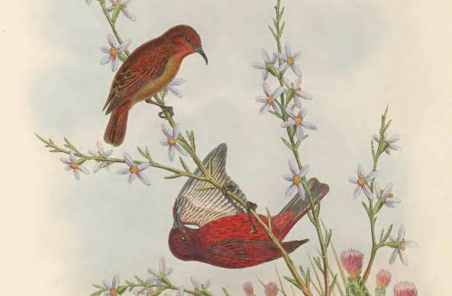 Reddish Myzomela