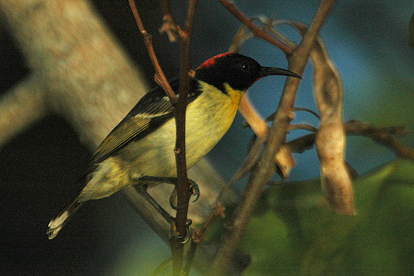 Sulphur-breasted Myzomela