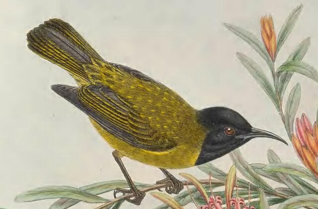 Black-headed Myzomela