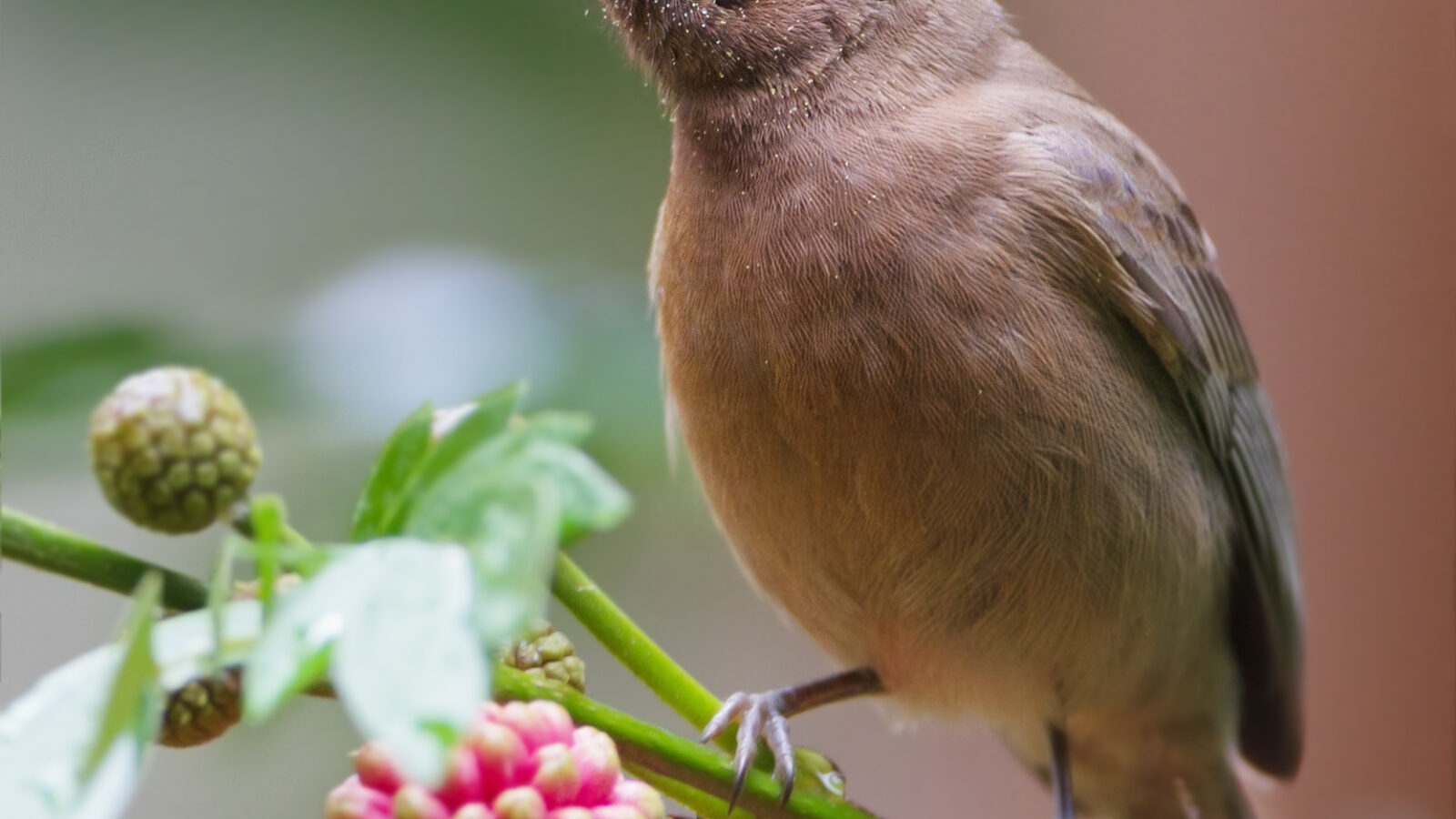Dusky Myzomela
