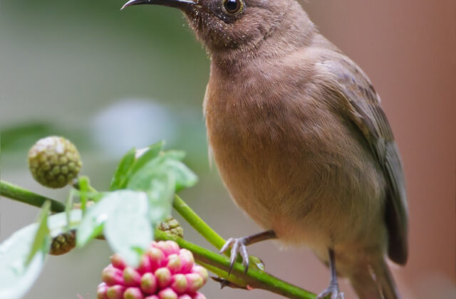 Dusky Myzomela