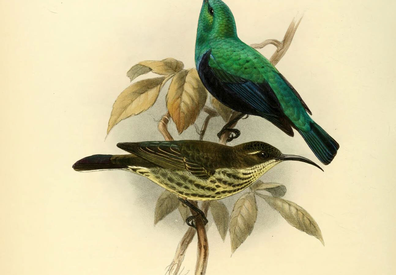 Malagasy Green Sunbird