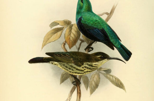 Malagasy Green Sunbird