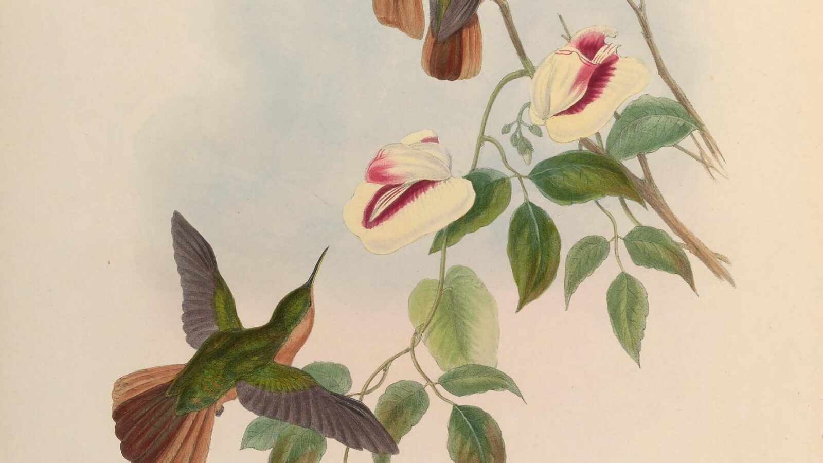 Rufous-breasted Sabrewing