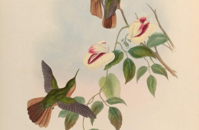 Rufous-breasted Sabrewing