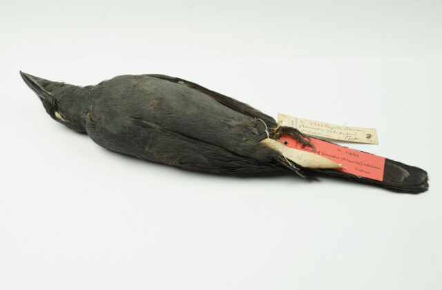 North Melanesian Cuckooshrike