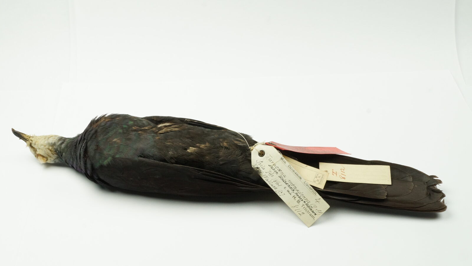 Sula Cuckoo-Dove