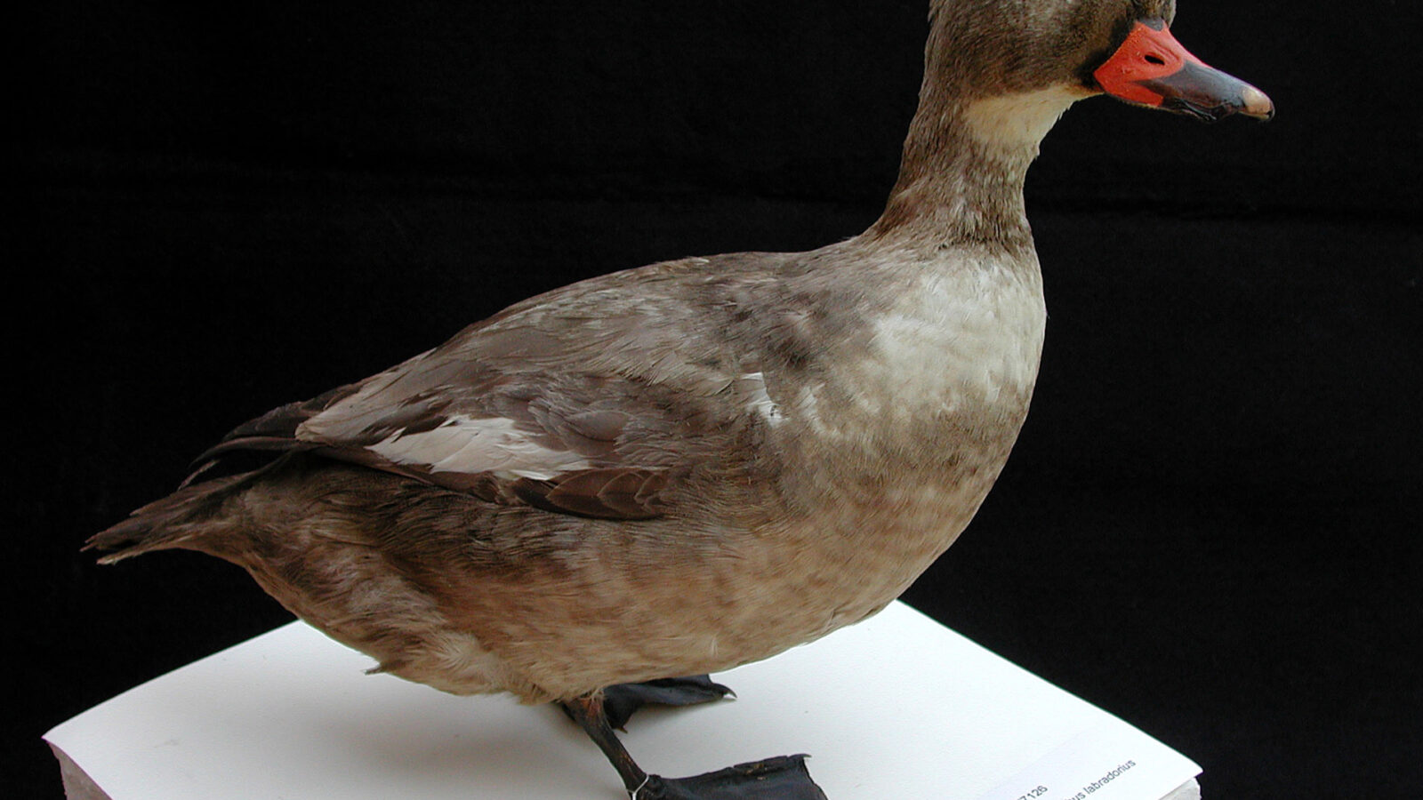 Labrador Duck