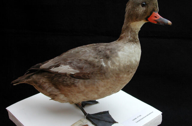 Labrador Duck