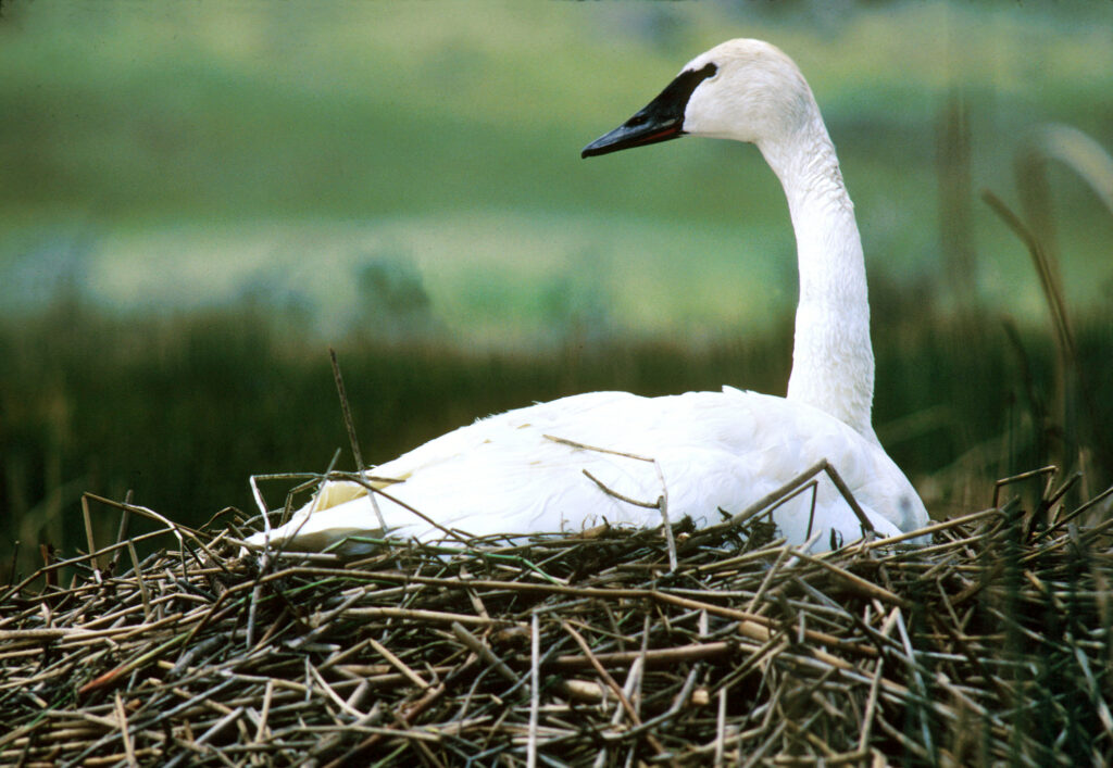 Trumpeter Swan