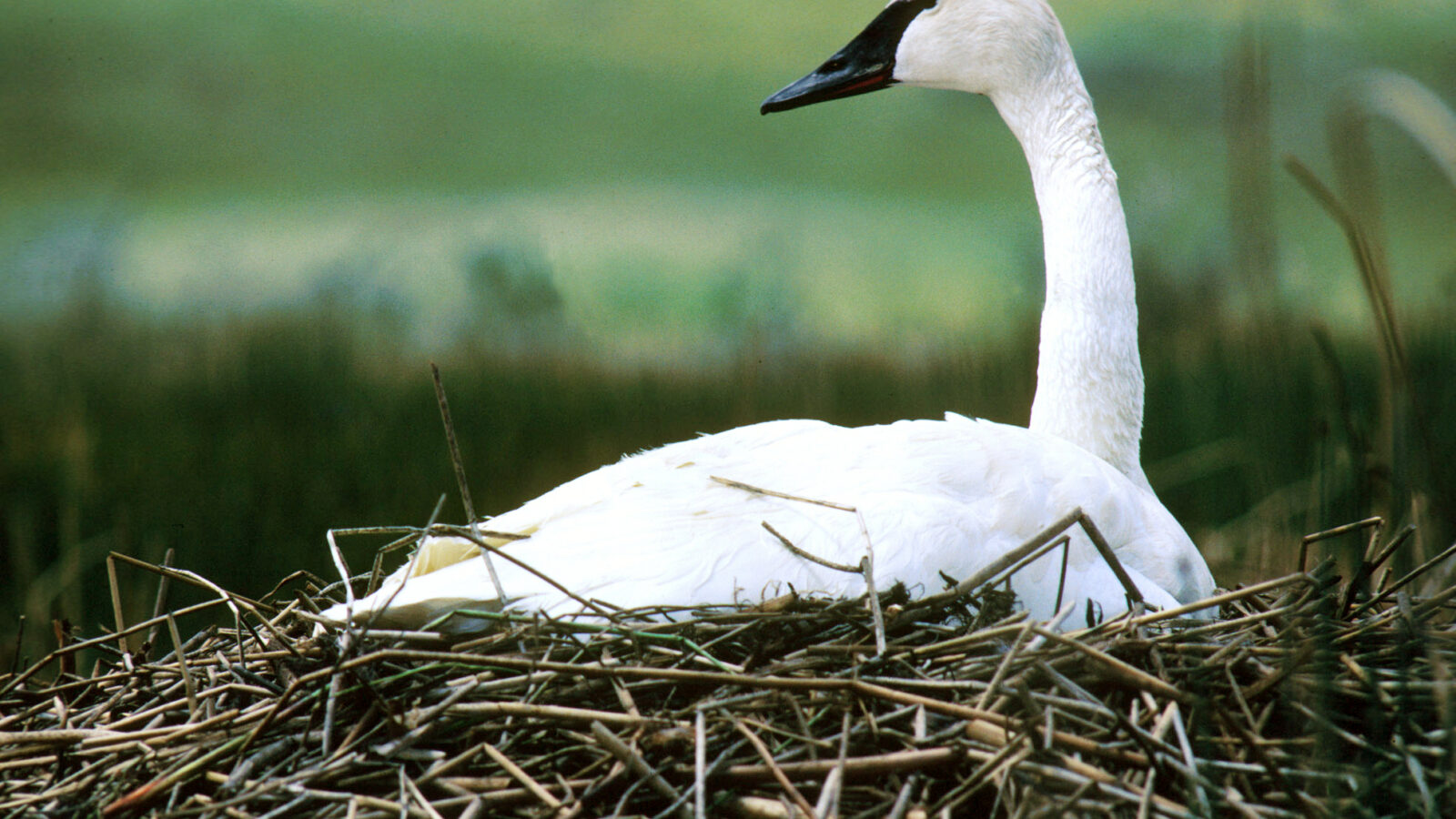Trumpeter Swan