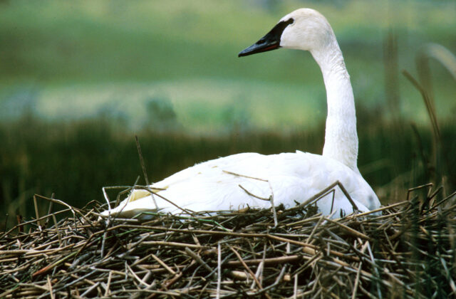 Trumpeter Swan