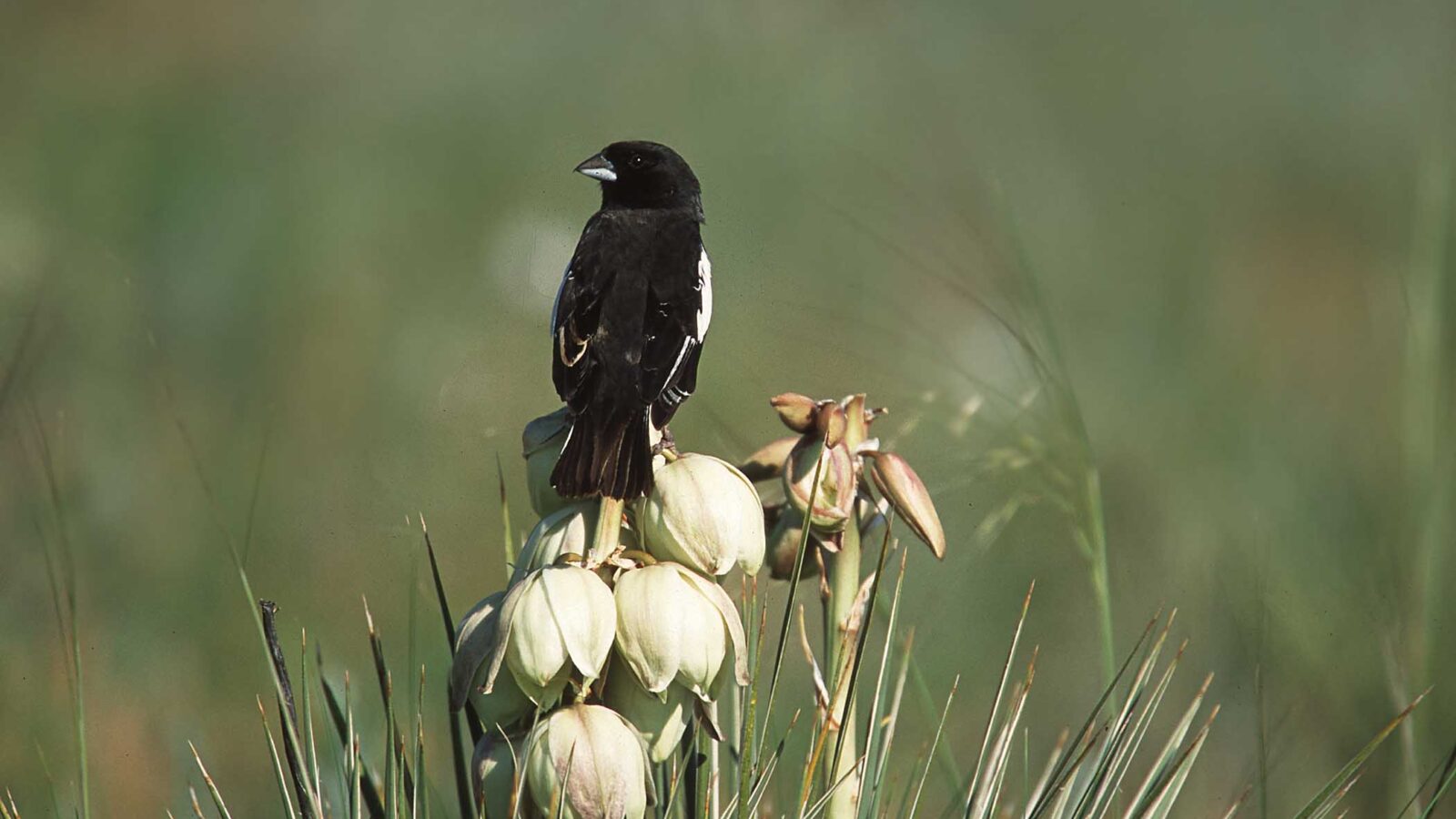 Lark Bunting
