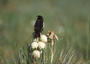 Lark Bunting