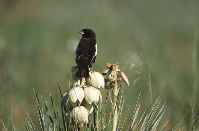 Lark Bunting