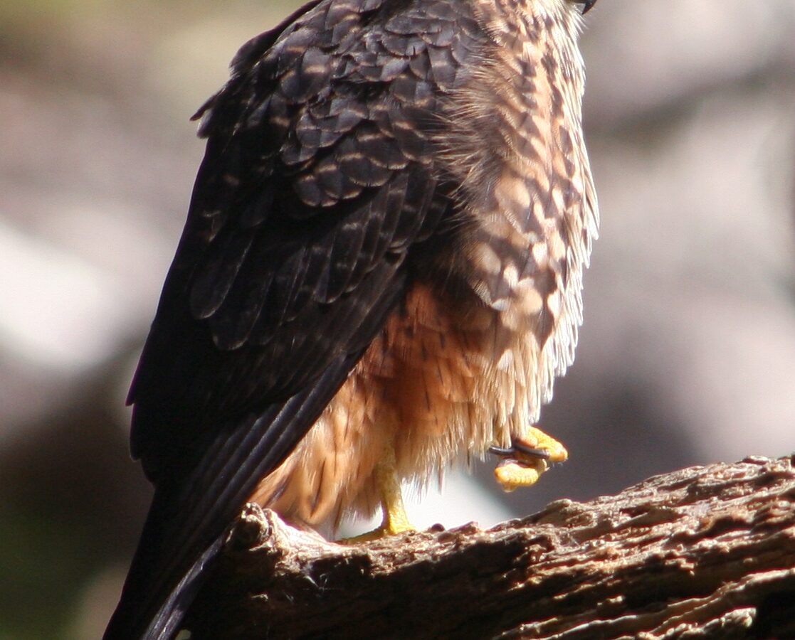 New Zealand Falcon