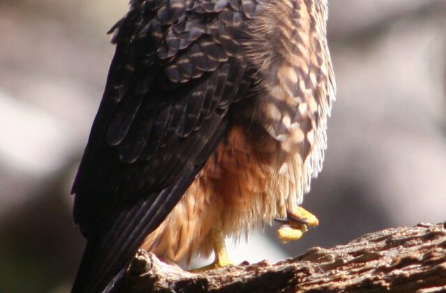New Zealand Falcon