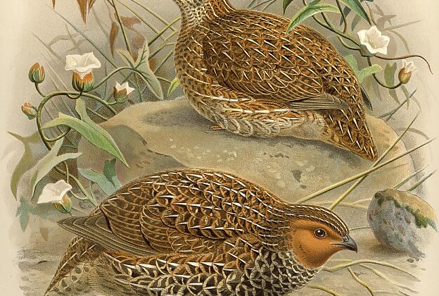 New Zealand Quail