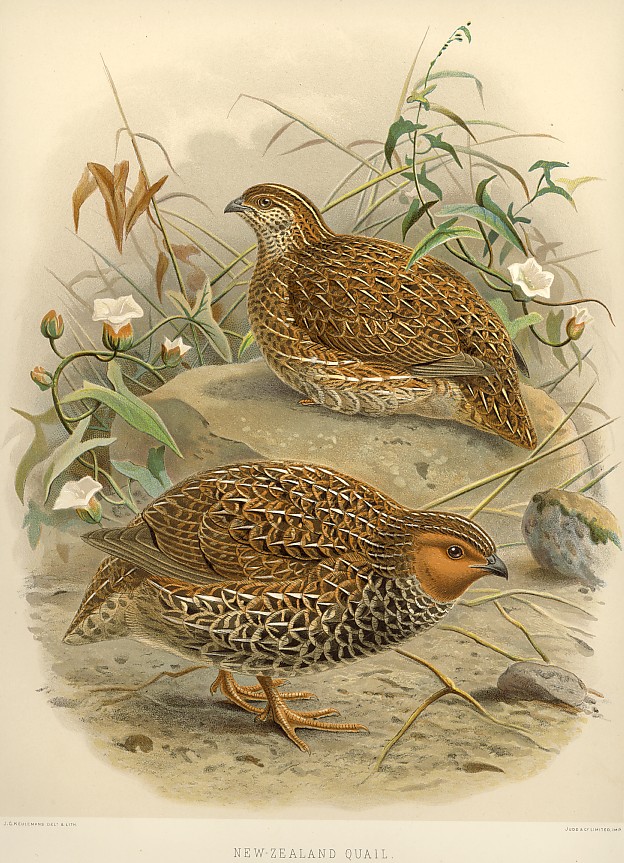 New Zealand Quail