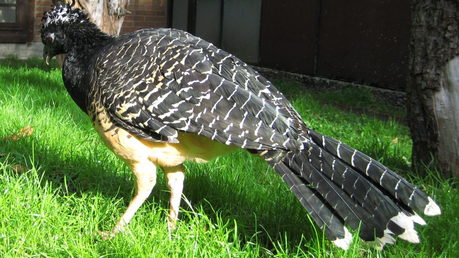 Bare-faced Curassow