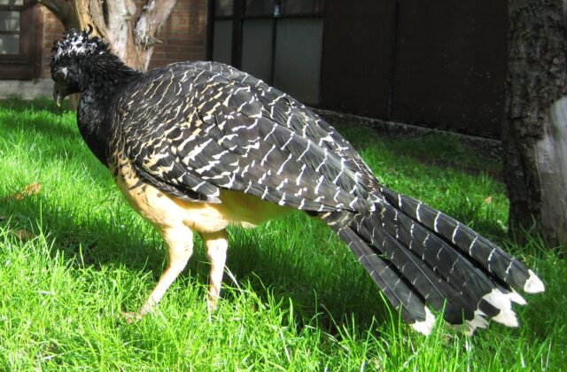 Bare-faced Curassow