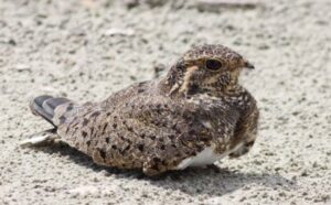 Nacunda Nighthawk