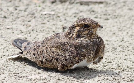 Nacunda Nighthawk