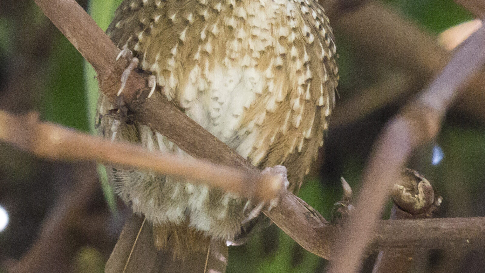 Naga Wren-Babbler