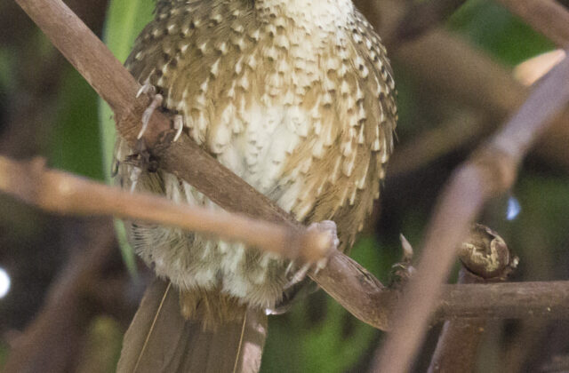 Naga Wren-Babbler
