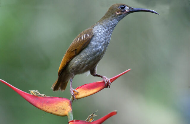 Naked-faced Spiderhunter