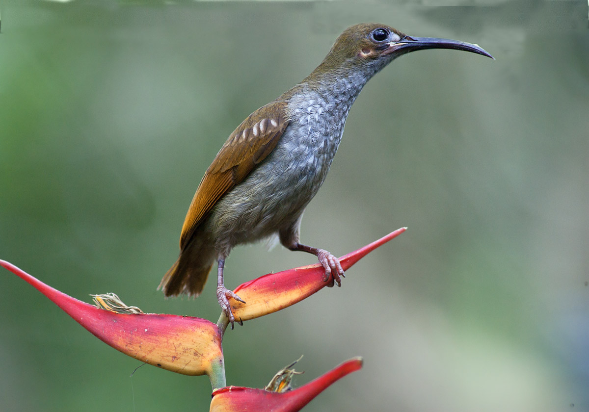 Naked-faced Spiderhunter
