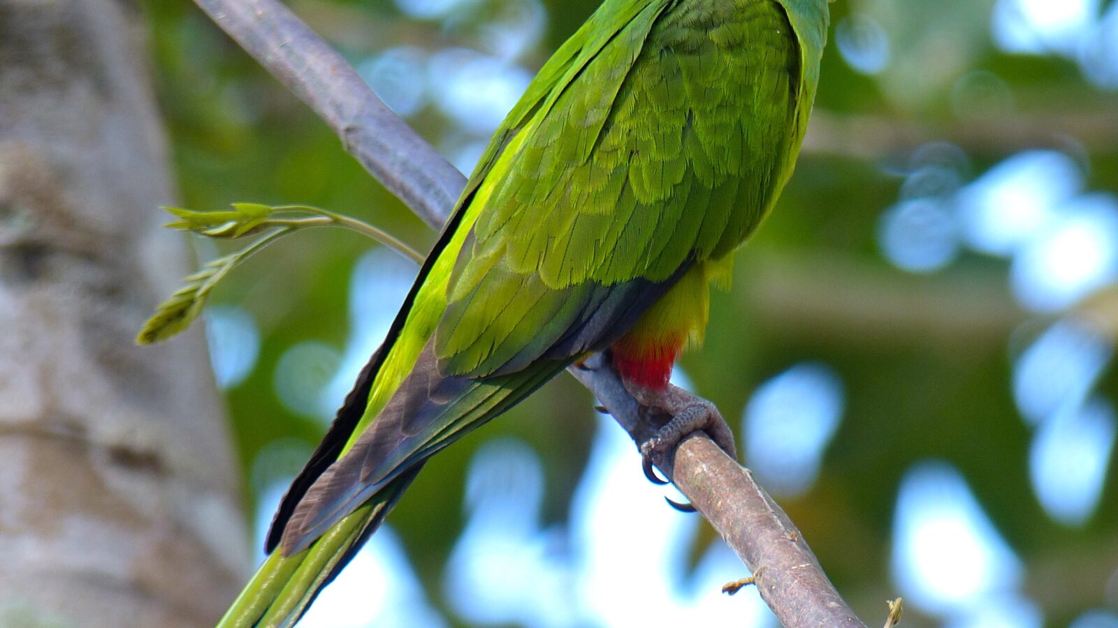 Nanday Parakeet