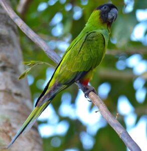 Nanday Parakeet