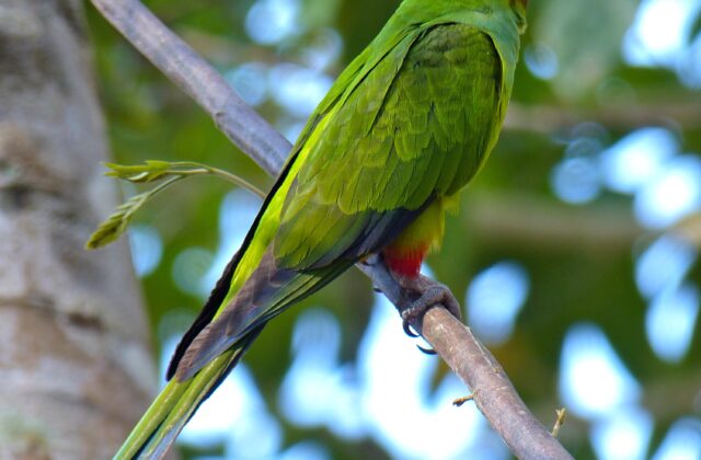 Nanday Parakeet