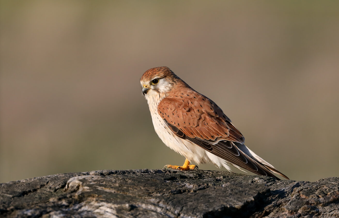 Nankeen Kestrel