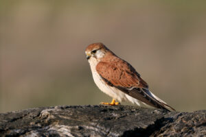 Nankeen Kestrel