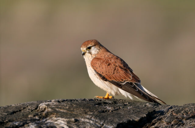Nankeen Kestrel