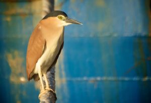 Nankeen Night Heron