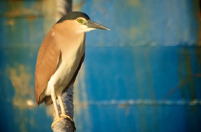 Nankeen Night Heron