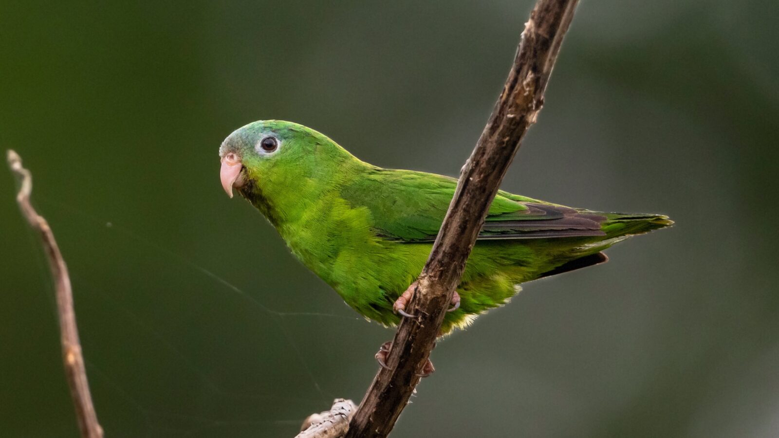 Manu Parrotlet