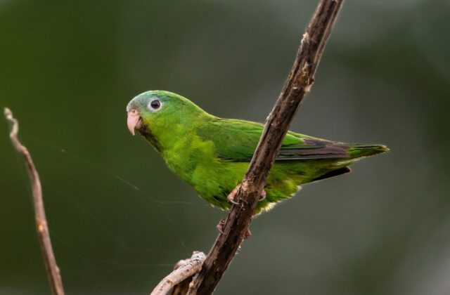 Manu Parrotlet