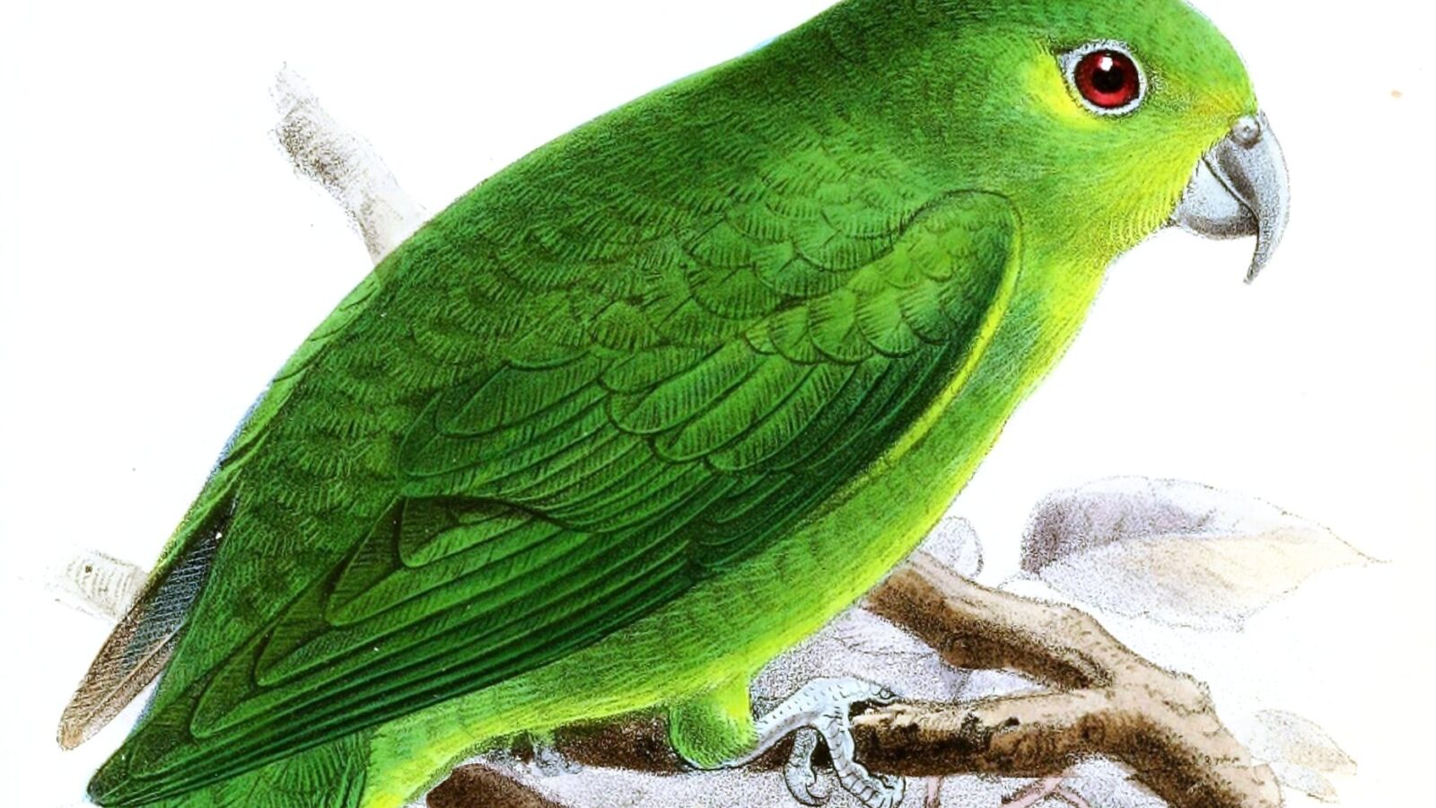 Tepui Parrotlet