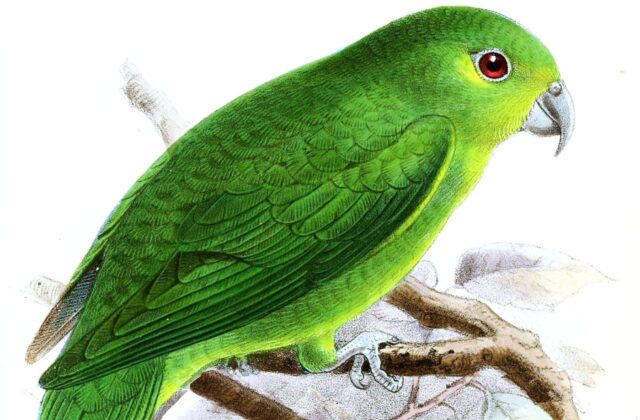Tepui Parrotlet