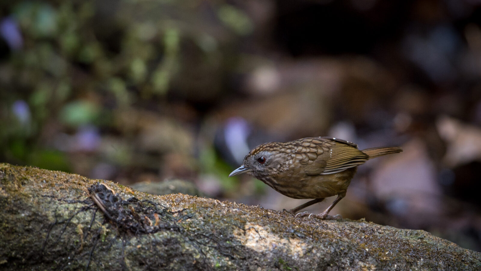 Streaked Wren-Babbler