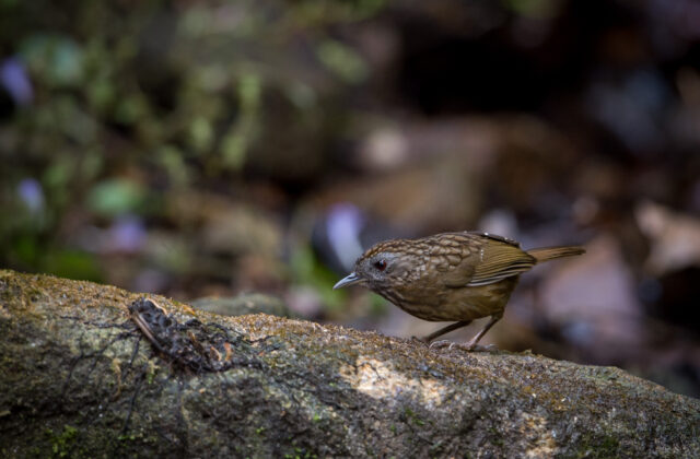 Streaked Wren-Babbler